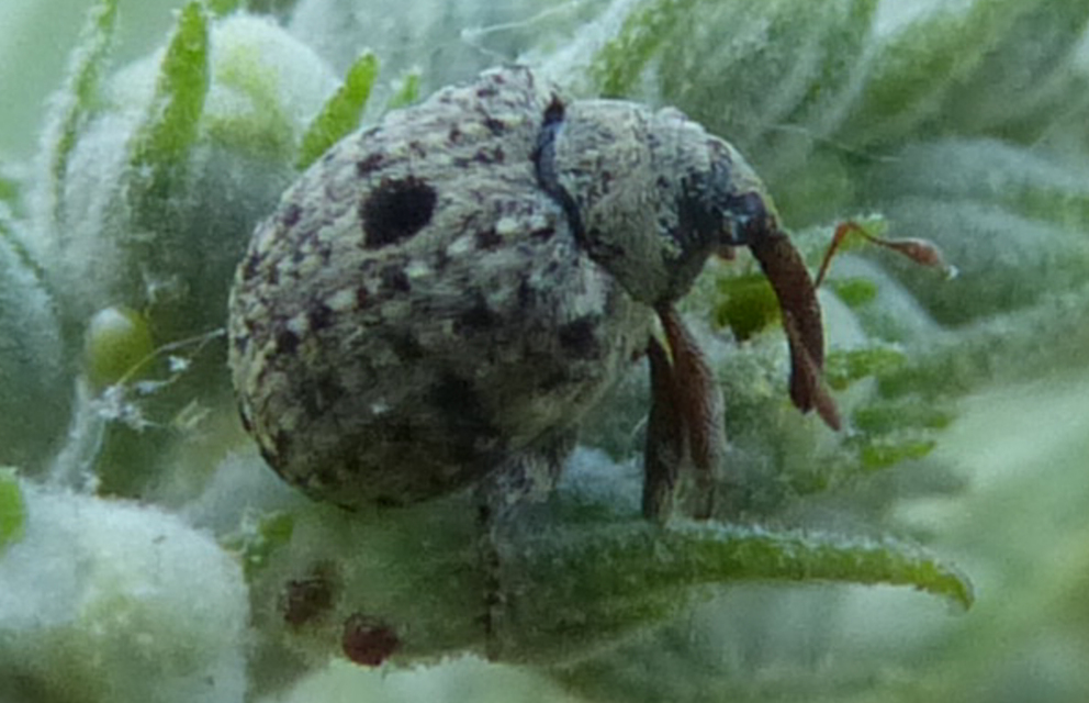 Cionus thapsus - kis ökörfarkkóró-gömbormányos