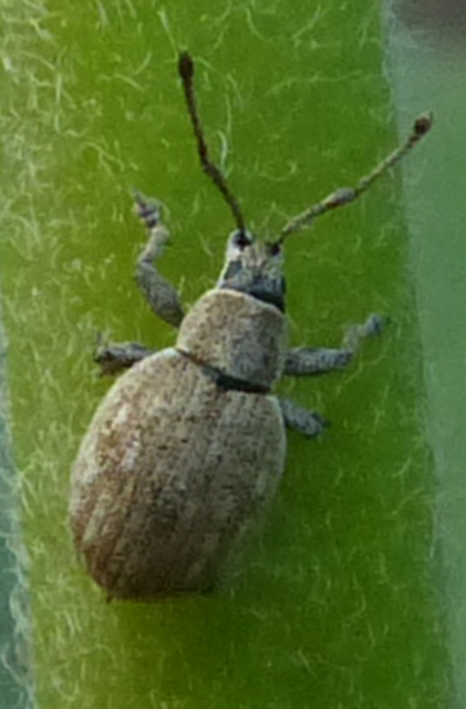 Peritelus familiaris - nagy kendermagbogár