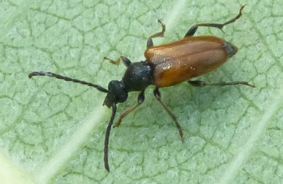 Pseudovadonia livida - barnás virágcincér