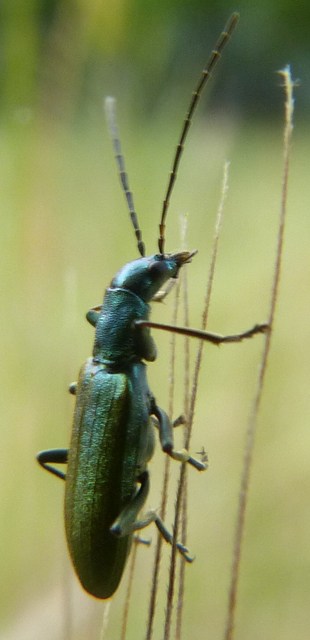 Chrysanthia viridissima - aranyos álcincér