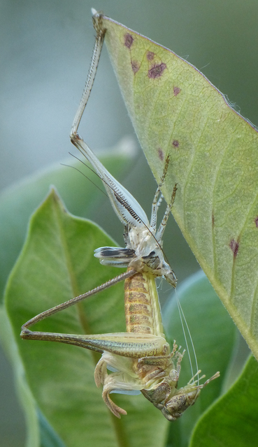 Platycleis