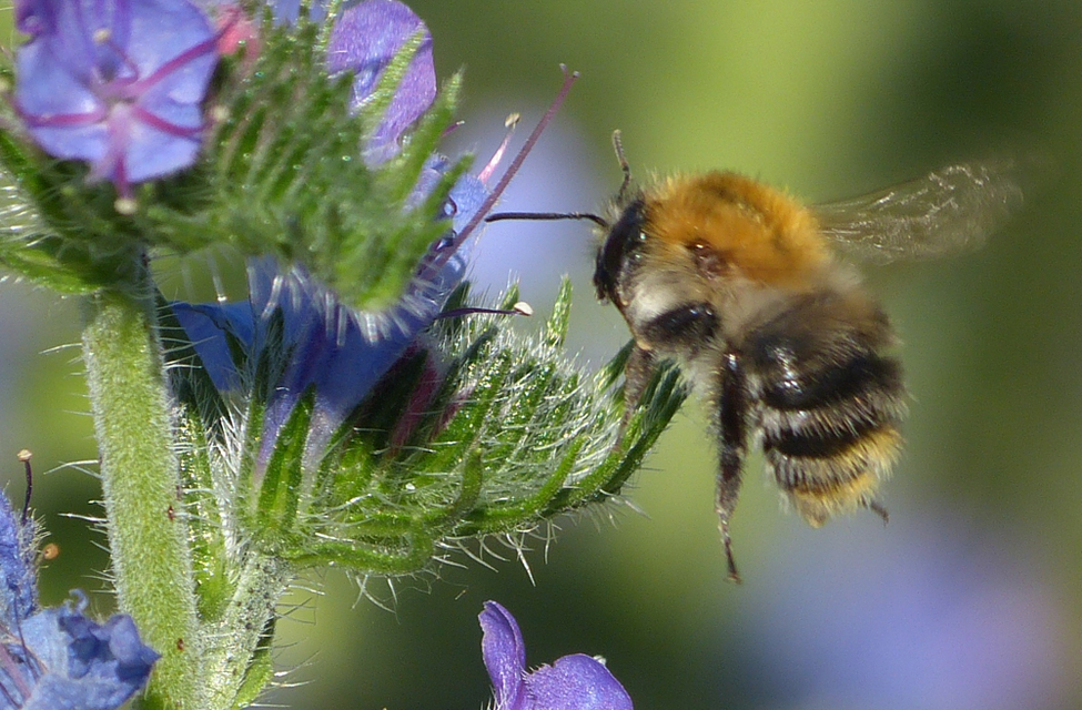 Bombus pascuorum - mezei poszméh
