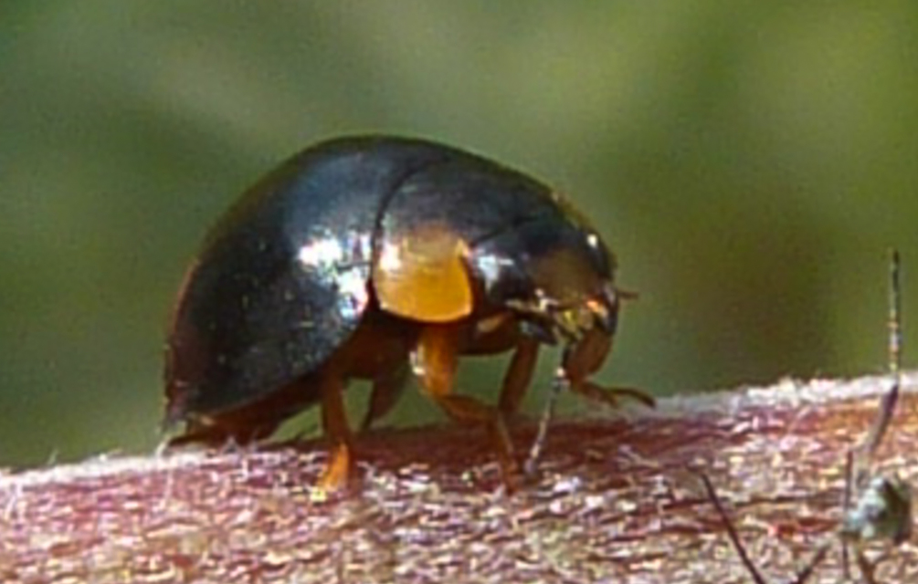 Parexochomus nigromaculatus - egyszínű szerecsenkata