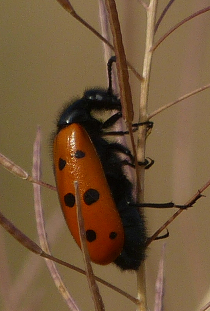 Mylabris crocata - pettyes hólyaghúzó Mylabris crocata - pettyes hólyaghúzó
