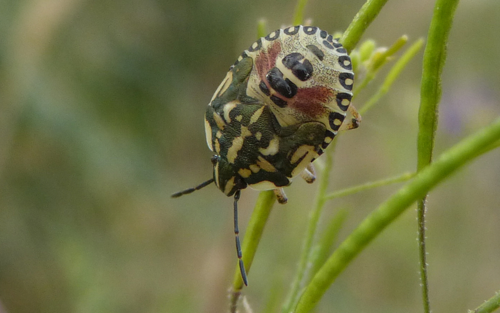 Carpocoris pudicus - közönséges gyümölcspoloska Carpocoris pudicus - közönséges gyümölcspoloska