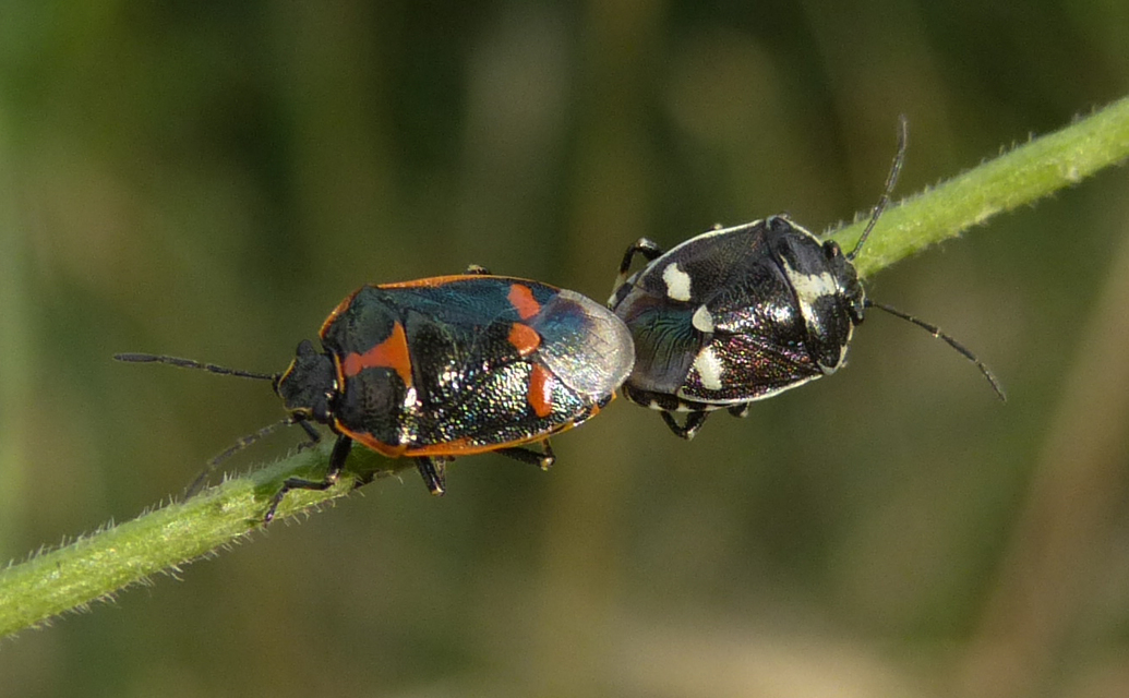 Eurydema oleracea - paréjpoloska Eurydema oleracea - paréjpoloska