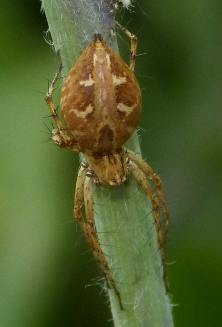 Oxyopes heterophthalmus - homoki hiúzpók