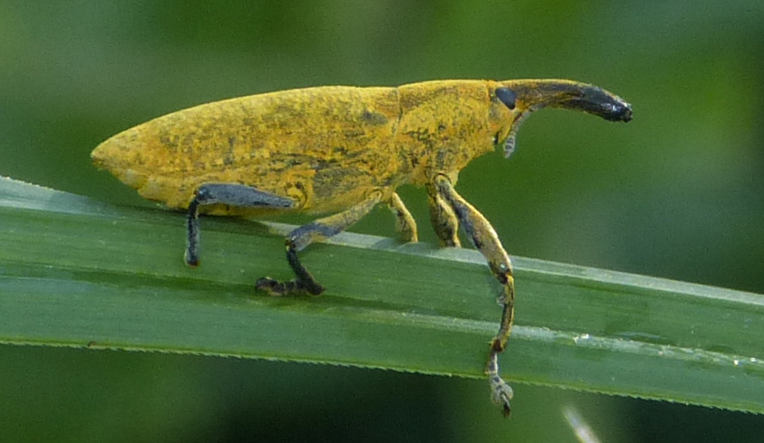 Lixus pulverulentus - mályvafúró dudvabarkó