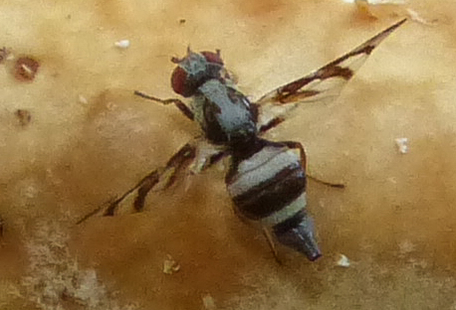Myennis octopunctata
