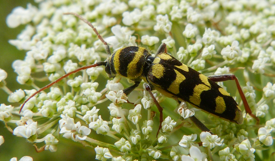 Echinocerus floralis - lucerna-darázscincér