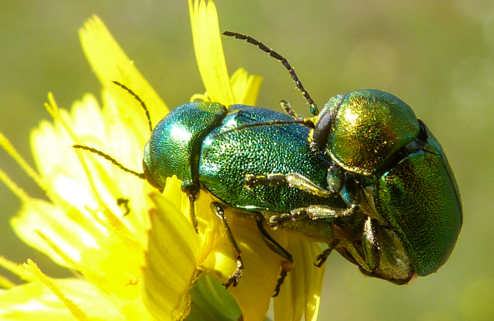 Cryptocephalus sericeus - nagy fészkesbogár