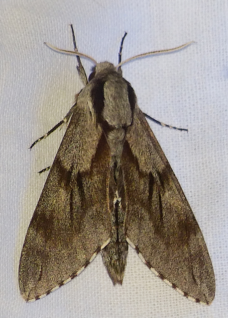 Hyloicus pinastri - fenyőszender