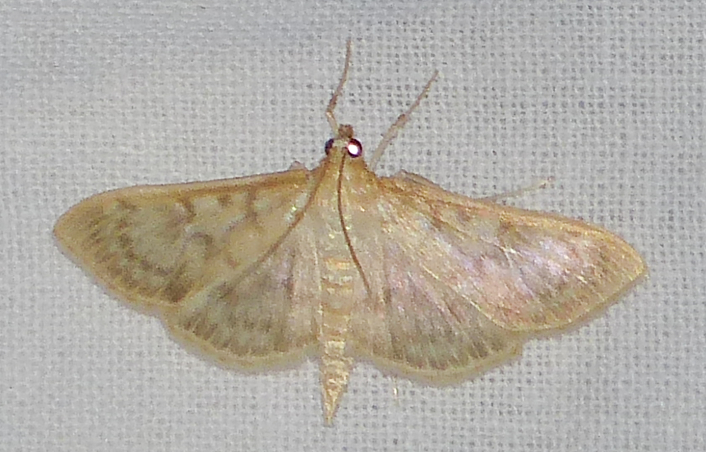 Patania ruralis - csalánevő tűzmoly