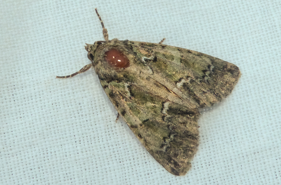 Polyphaenis sericata - selyemfényű erdeibagoly