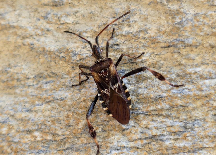 Leptoglossus occidentalis - nyugati levéllábú poloska Leptoglossus occidentalis - nyugati levéllábú poloska