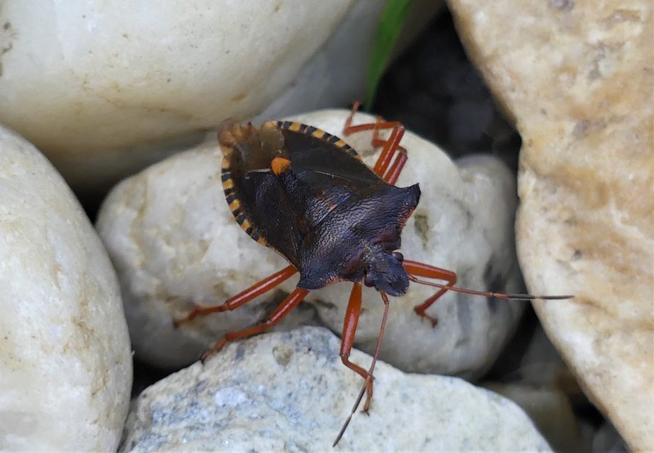 Pentatoma rufipes - vöröslábú címerespoloska Pentatoma rufipes - vöröslábú címerespoloska