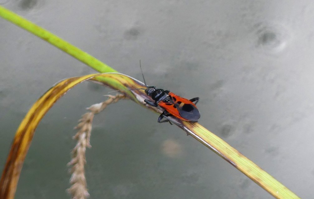 Peirates hybridus - foltos rablópoloska