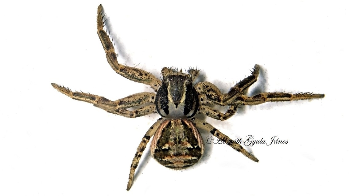 Xysticus