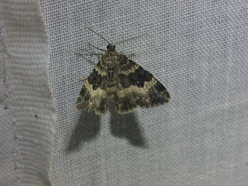 Epirrhoe alternata - galaj-tarkaaraszoló