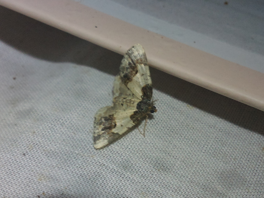 Ligdia adustata - barna levélaraszoló