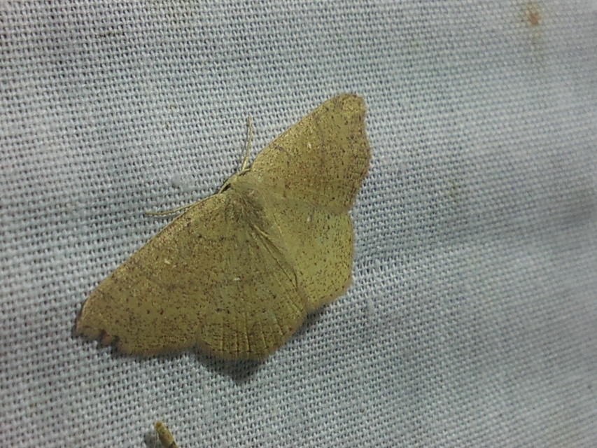 Cyclophora ruficiliaria - vörösrojtú pettyesaraszoló