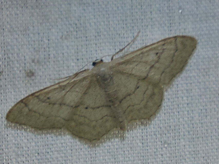 Idaea aversata - nagy sávosaraszoló