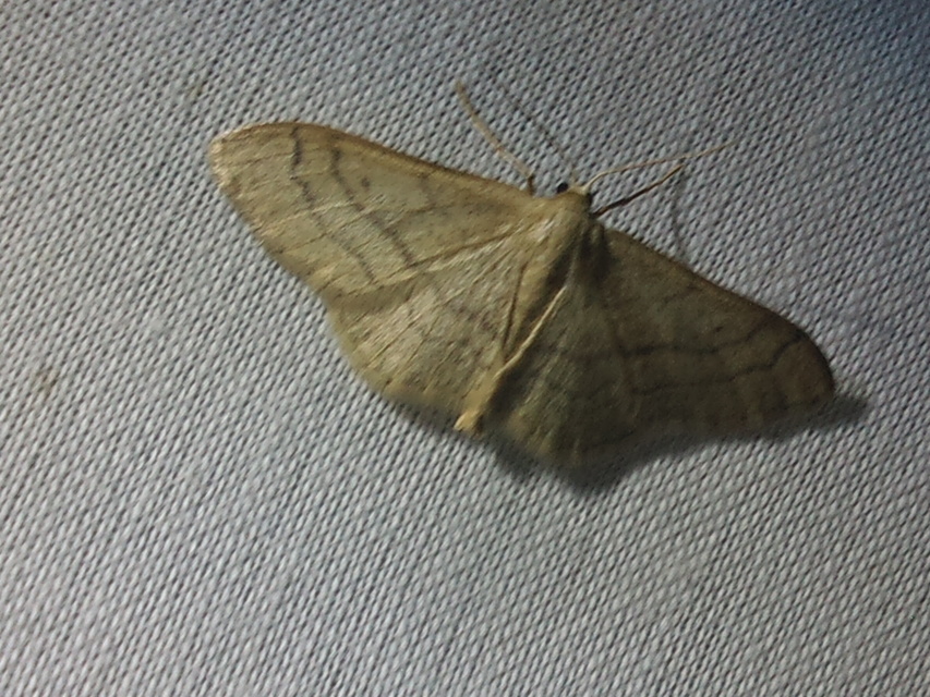 Idaea aversata - nagy sávosaraszoló