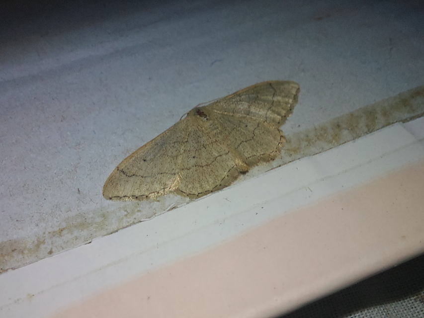 Idaea deversaria - egyszínű sávosaraszoló