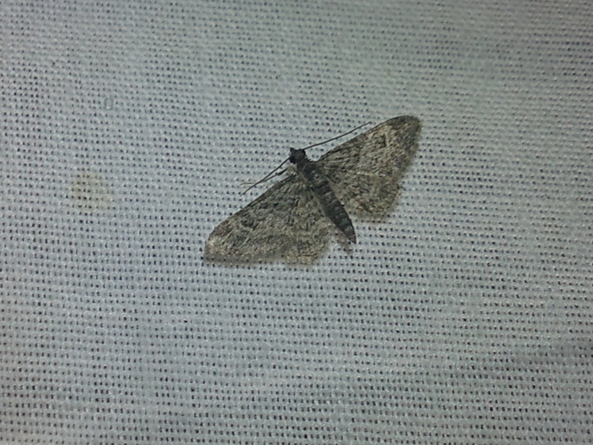 Gymnoscelis rufifasciata - vöröscsíkos törpearaszoló