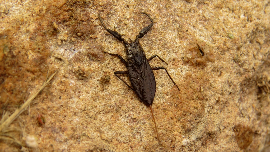 Nepa cinerea - víziskorpió