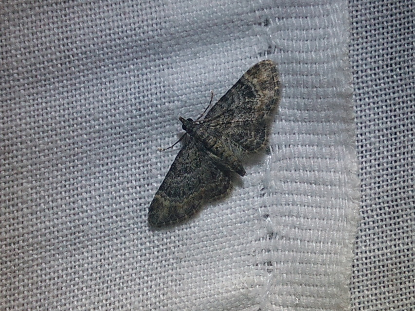 Gymnoscelis rufifasciata - vöröscsíkos törpearaszoló