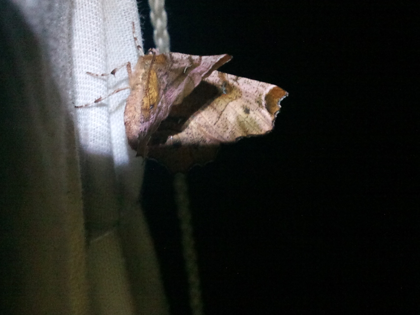Selenia tetralunaria - négyfoltos holdasaraszoló