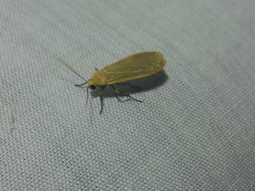Eilema sororcula - sárga zuzmószövő