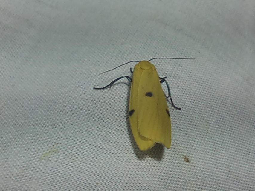 Lithosia quadra - négypettyes zuzmószövő