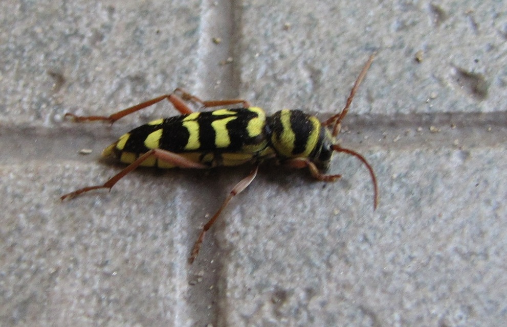 Echinocerus floralis - lucerna-darázscincér