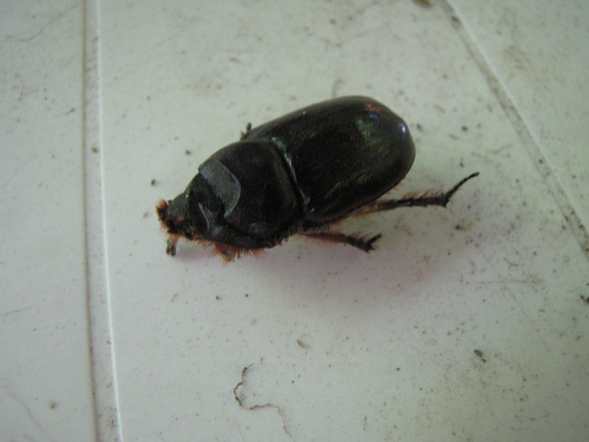 Oryctes nasicornis - orrszarvú bogár