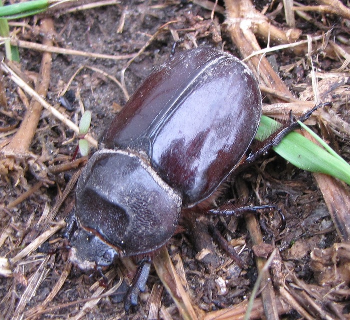 Oryctes nasicornis - orrszarvú bogár