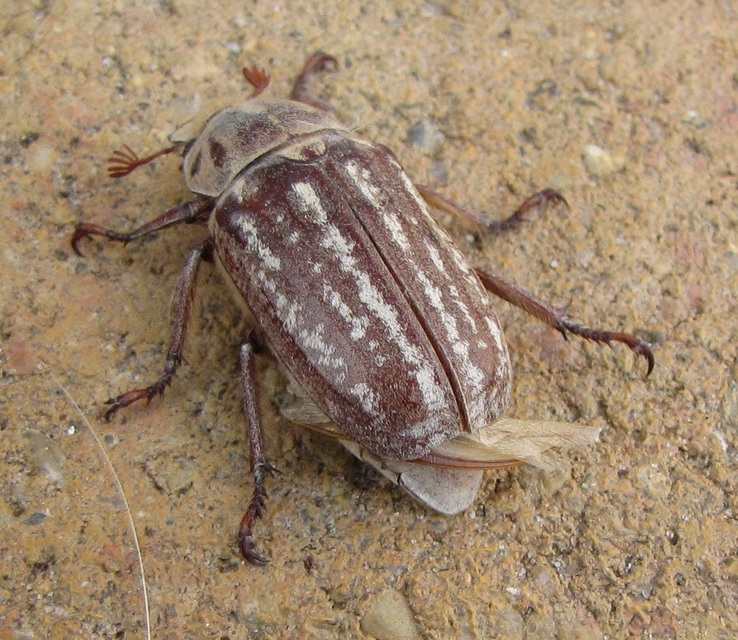 Anoxia orientalis - keleti cserebogár