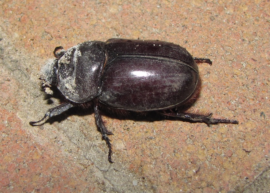 Oryctes nasicornis - orrszarvú bogár