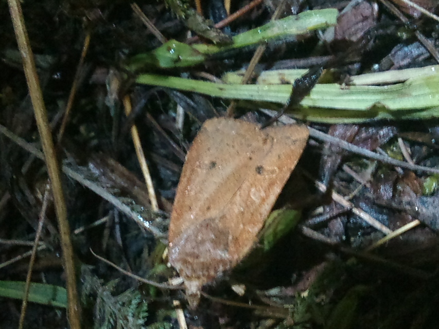 Noctua comes - kis sárgafűbagoly