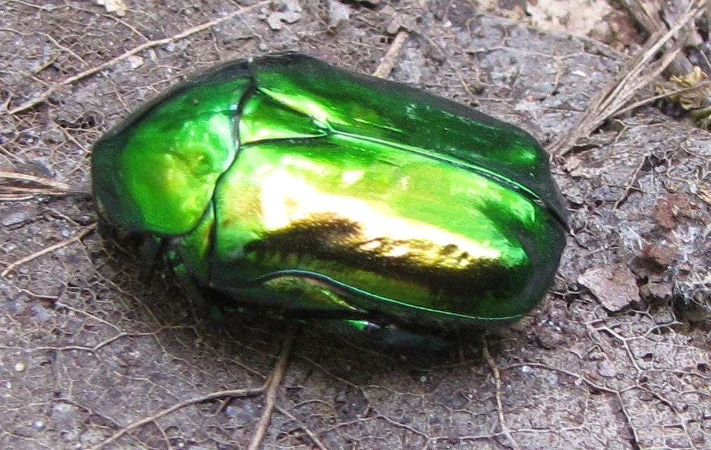 Protaetia speciosissima - pompás virágbogár