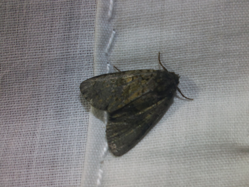 Craniophora ligustri - fagyalbagoly
