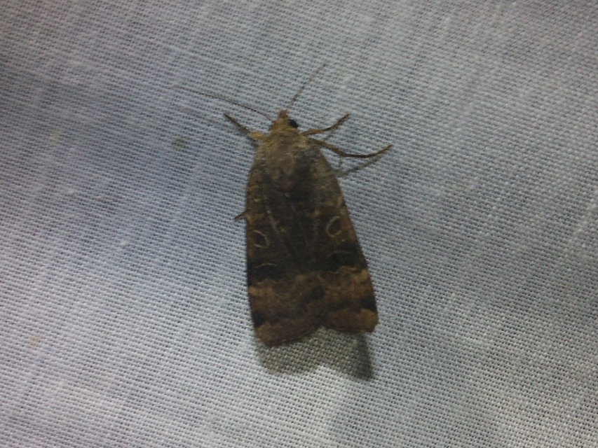 Noctua interposita - köztes sárgafűbagoly
