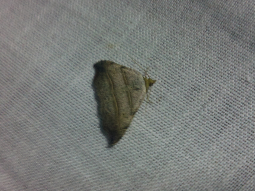 Laspeyria flexula - zuzmóbagoly