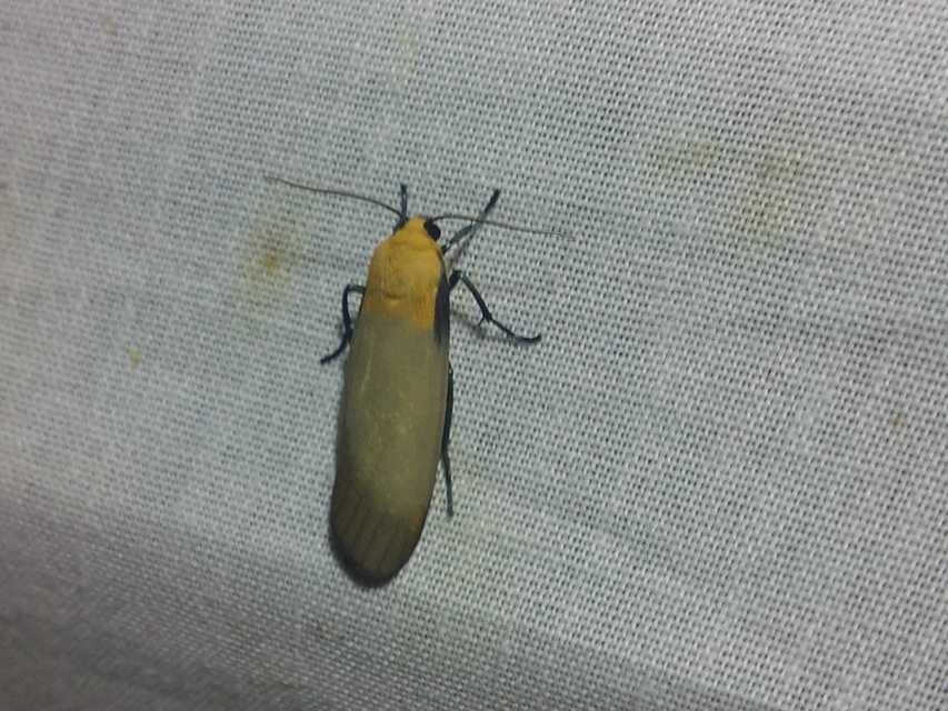 Lithosia quadra - négypettyes zuzmószövő