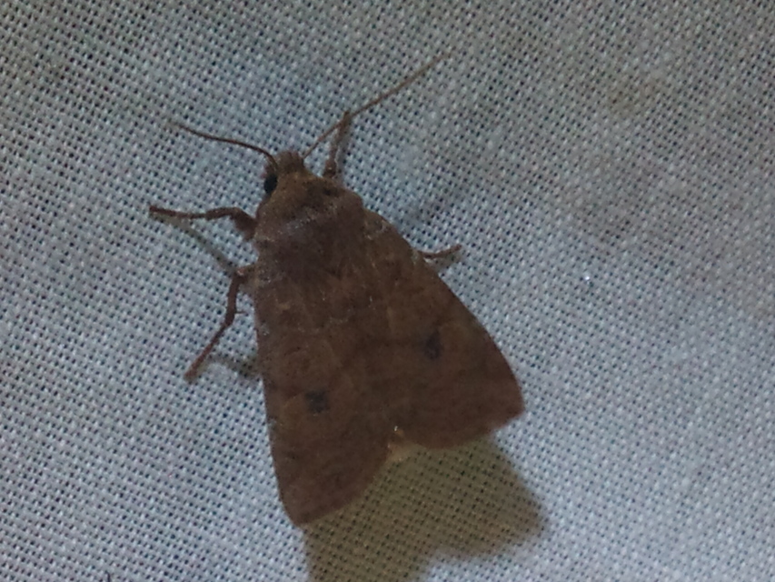 Propenistra laevis - könnyű őszibagoly
