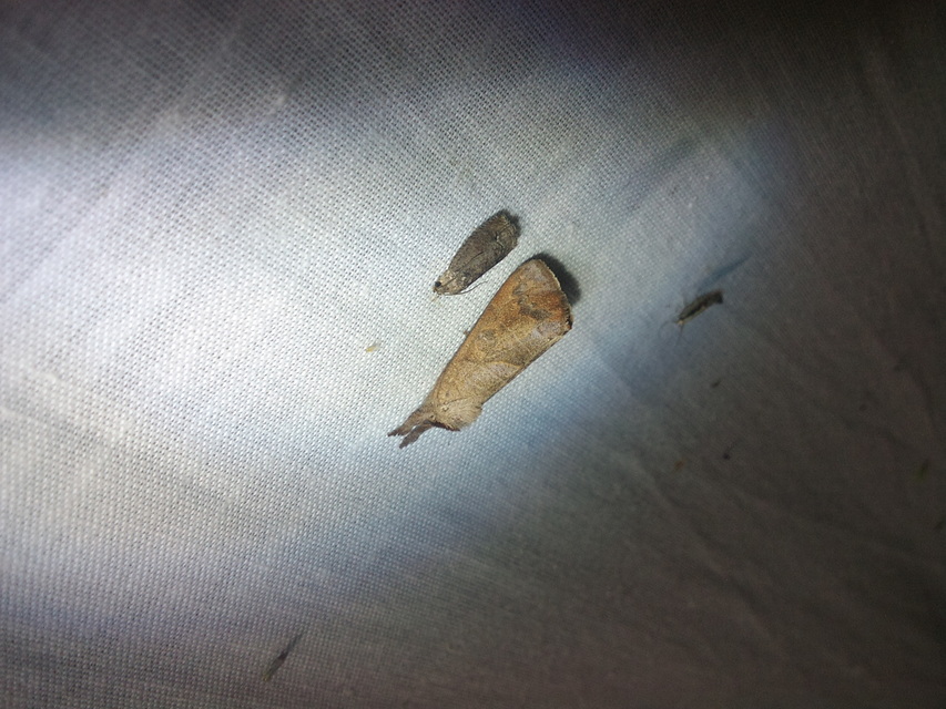 Clostera anastomosis - barna levélszövő