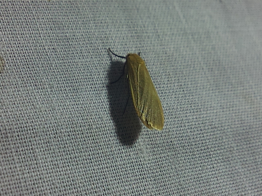 Eilema sororcula - sárga zuzmószövő