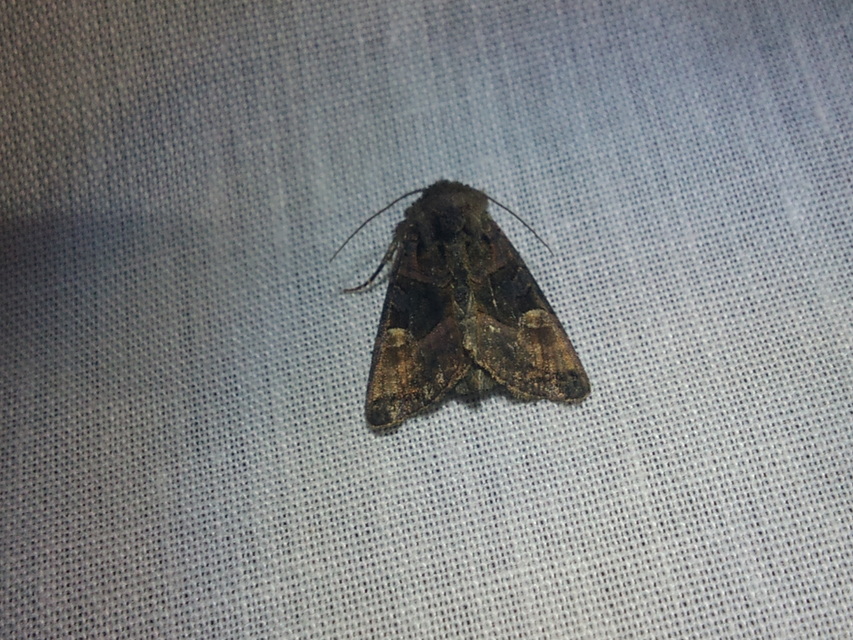 Euplexia lucipara - szeder-csipkésbagoly
