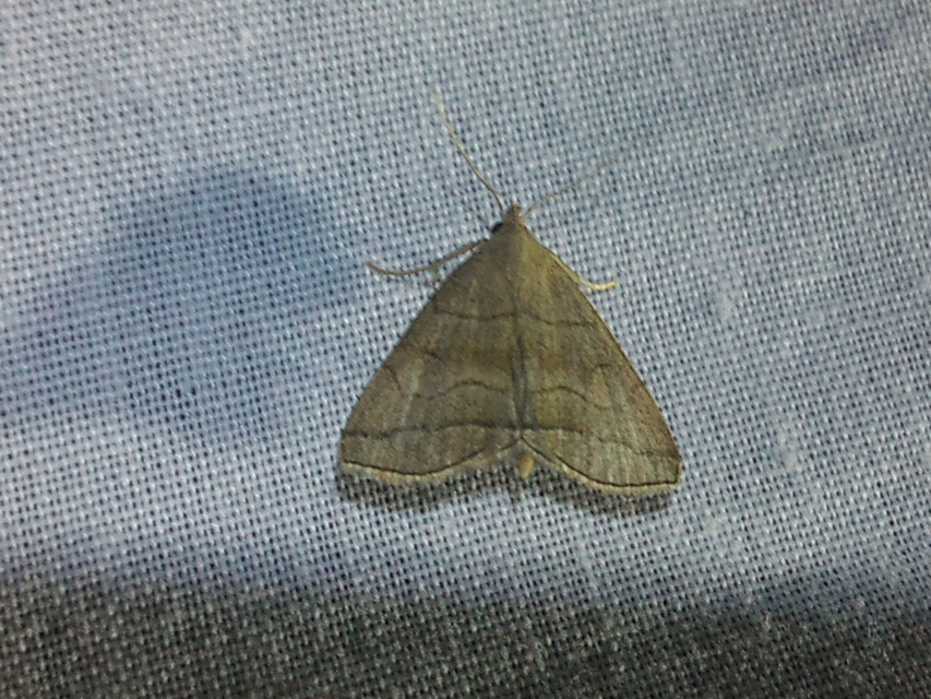 Herminia tarsicrinalis - szőröslábú karcsúbagoly